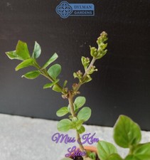 Miss kim lilac for sale  Sheridan