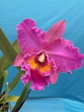 Cattleya rlc purple for sale  San Francisco