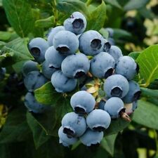 Blueberry fruit plant for sale  MARCH