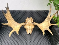 Elchgeweih finnland gebraucht kaufen  Forchheim