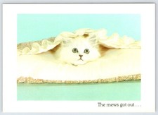 Postcard white cat for sale  Sterling