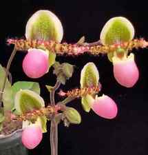 Rare paphiopedilum liemianum for sale  LONDON