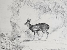 Jeune axis lithographie d'occasion Jeune axis lithographie d'occasion  Pluvigner