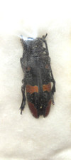 Tragocephala morio 23 d'occasion  Montpellier-