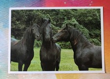 Alte pferdepostkarte friesen gebraucht kaufen  Borna