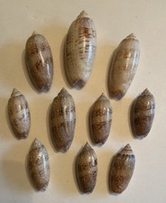Beautiful lettered olive for sale  Sycamore