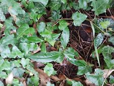 Lot plants laurier d'occasion  Courtry