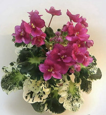 African violet plant. for sale  Summerville