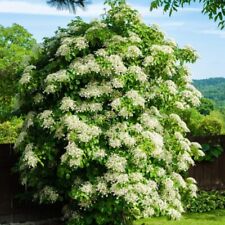 Climbing hydrangea hardy for sale  UK