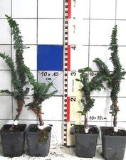 Chamaecyparis chirimen seltene gebraucht kaufen  Bad Bergzabern