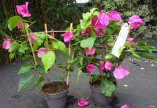 Bougainvillea hot pink for sale  CREWE