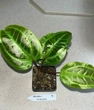 Monolena trichopoda 2.5 for sale  Eustis