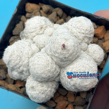mammillaria for sale mammillaria for sale Austin