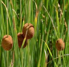 Typha minima marginal for sale  MARKET RASEN