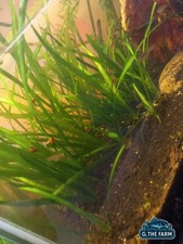 Vallisneria talee piante usato  Vittoria