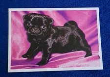 Ausl hunde stehender gebraucht kaufen  Hamburg