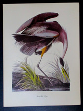 Great blue heron for sale  Port Hope