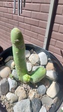 Tbm bridgesii sacred for sale  Davenport