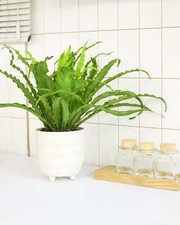 Bird nest fern for sale  Silverado