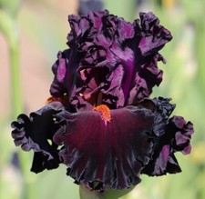 Iris smoldering passion usato  Bologna