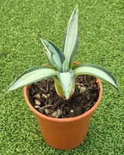 Agave americana mediopicta for sale  UK