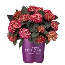 Gallon eclipse hydrangea for sale  Elizabethtown