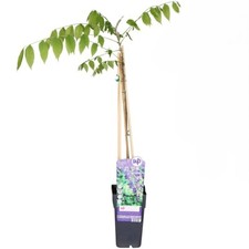 Glicine wisteria pianta usato  Valmacca