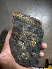 Archaeopteris rare devonian for sale  Delta