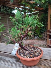 Chinese juniper mint for sale Chinese juniper mint for sale  LONDON
