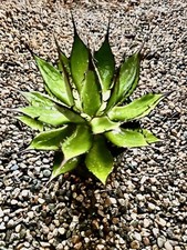Agave horrida large for sale  Mira Loma