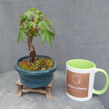 Small japanese maple for sale  BANGOR