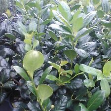 Nellie stevens holly for sale  Mcminnville