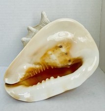 natural large seashells for sale natural large seashells for sale Virginia Beach