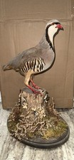 chukar partridge for sale chukar partridge for sale Long Branch