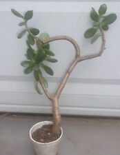 Lucky jade plant for sale  Arcadia