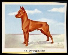 Miniature pinscher toy d'occasion  Expédié en Belgium
