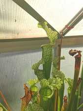 Sarracenia sx004 als usato  Lanciano