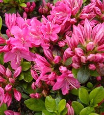 Rhododendron btusum kermesina gebraucht kaufen  Uplengen