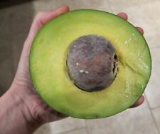 Full florida avocado for sale  Lakeland