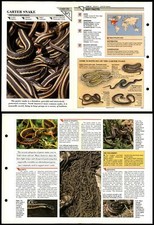 Garter snake reptiles for sale  SLEAFORD