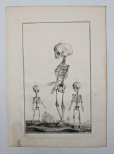 Squelette enfants anatomie d'occasion  Paris IX