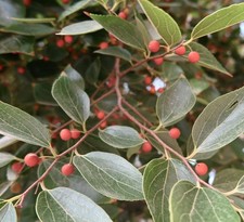Celtis occidentalis common usato  Napoli