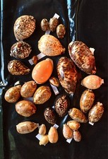 Große sammlung cypraeidae gebraucht kaufen  Duisburg