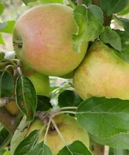 Apfelbaum finkenwerder prinz gebraucht kaufen  Quakenbrück