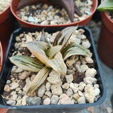 Haworthia qianyun variegata usato  Porto Cesareo