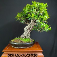 ficus retusa usato ficus retusa usato San Pancrazio Salentino