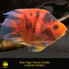 Red tiger parrot for sale  Nanuet