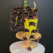 Rare catasetum dark for sale  NOTTINGHAM