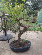 Chinese elm large for sale  LONDON