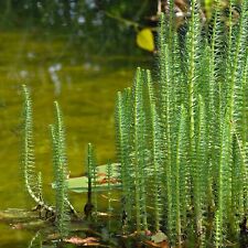 Hippuris vulgaris pond for sale  GLASGOW